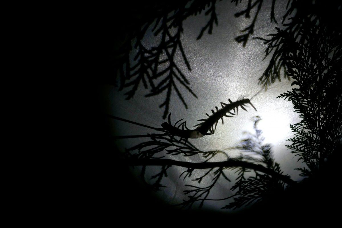 Nuit d&rsquo;&eacute;t&eacute;